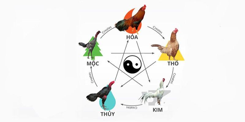 Hướng dẫn chi tiết cách chọn màu mạng gà phù hợp 